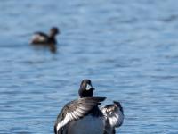 Reiherente Männchen beim Flügelschlag